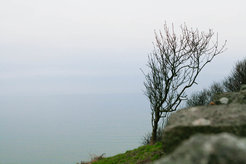 Baum auf Klippe