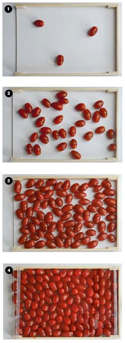 Datteltomaten in einem Rechteck von 19 mal 29 Zentimetern, in vier Bildern untereinander: Im obersten Bild sind es drei Tomaten, im zweiten 30, im dritten 75 und im vierten 120.
