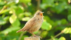 Birdsong could be used to prevent mental illness.