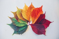 Chris Lawton on Unsplash, CC0
