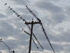 Flock of great-tailed grackles on powerlines.