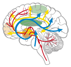 Schematic representation of the neuromodulatory pathways in the brain