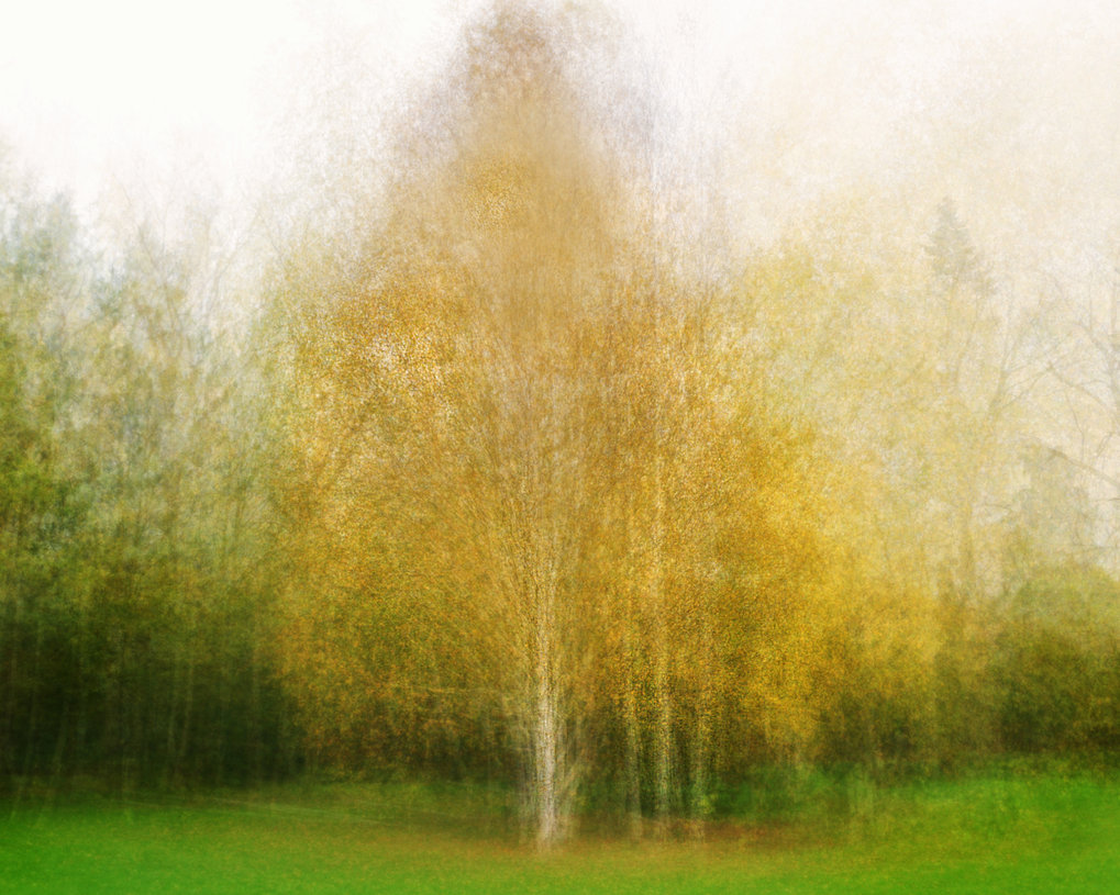 Blurred birch with yellow foliage at the edge of a wood